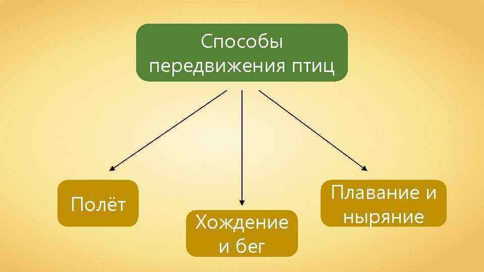 Способы передвижения птиц Полёт Хождение и бег Плавание и ныряние 