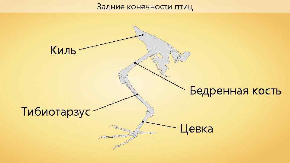 Задние конечности птиц Киль Бедренная кость Тибиотарзус Цевка 