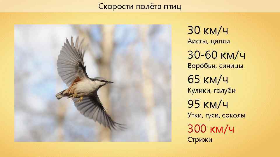Сколько скорость птицы