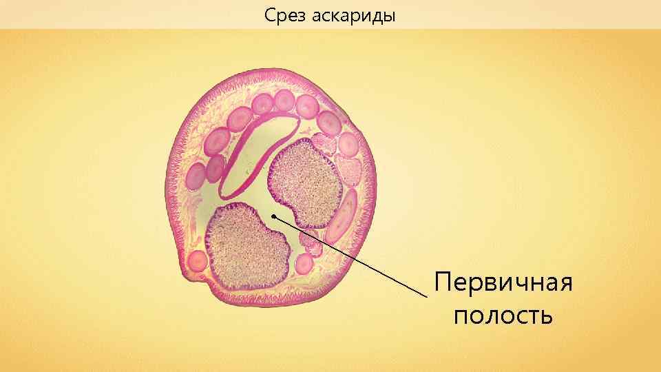 Срез аскариды Первичная полость 