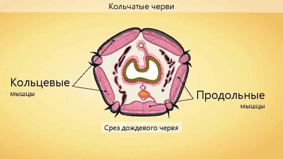 Кольчатые черви Кольцевые Продольные мышцы Срез дождевого червя 