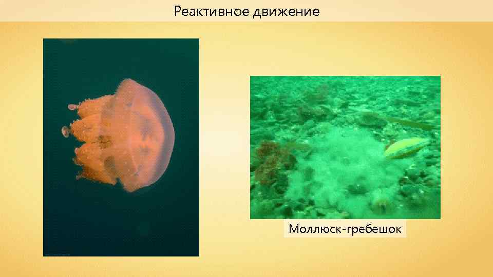 Движение моллюсков. Морской гребешок реактивное движение. Реактивное движение моллюсков гребешков. Реактивное движение морских гребешков. Моллюск гребешок в движении.