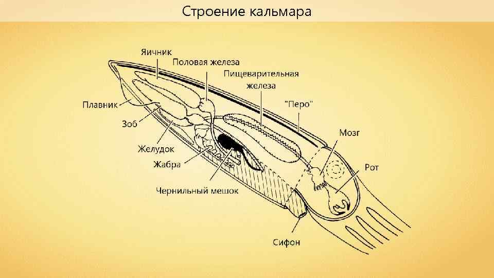 Строение кальмара 