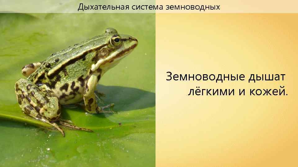Дыхательная система земноводных Земноводные дышат лёгкими и кожей. 