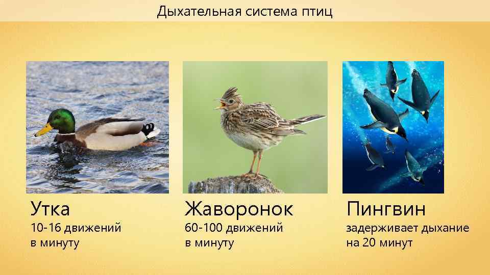 Дыхательная система птиц Утка 10 -16 движений в минуту Жаворонок 60 -100 движений в