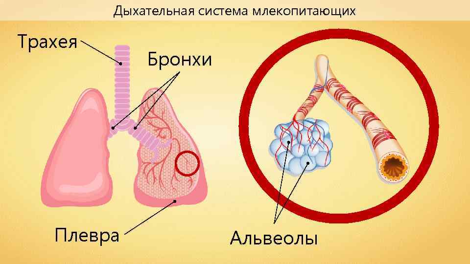 Схема строения дыхательной системы млекопитающих