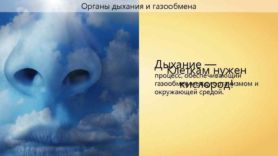 Органы дыхания и газообмена Дыхание — Клеткам нужен процесс, обеспечивающий газообмен между организмом и
