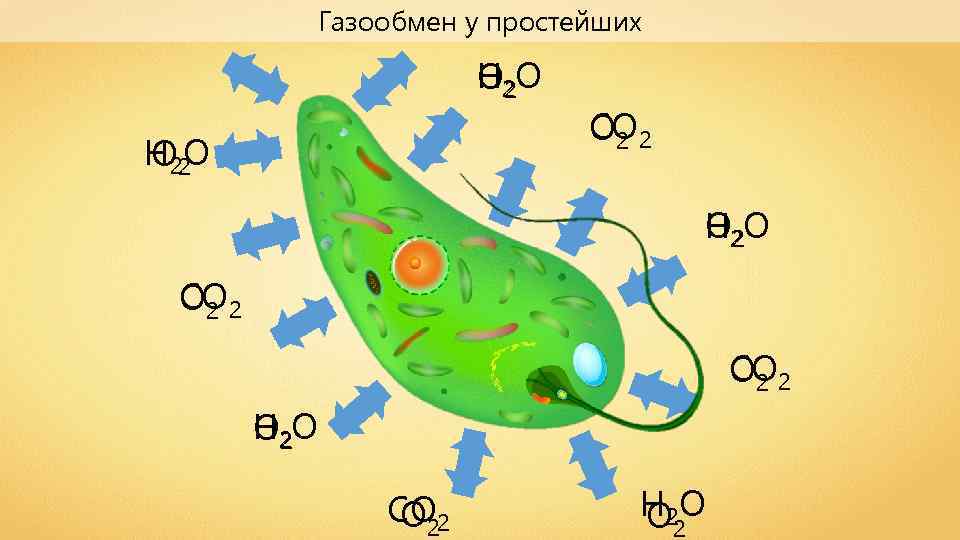 Схема газообмена у живых организмов используя свои примеры