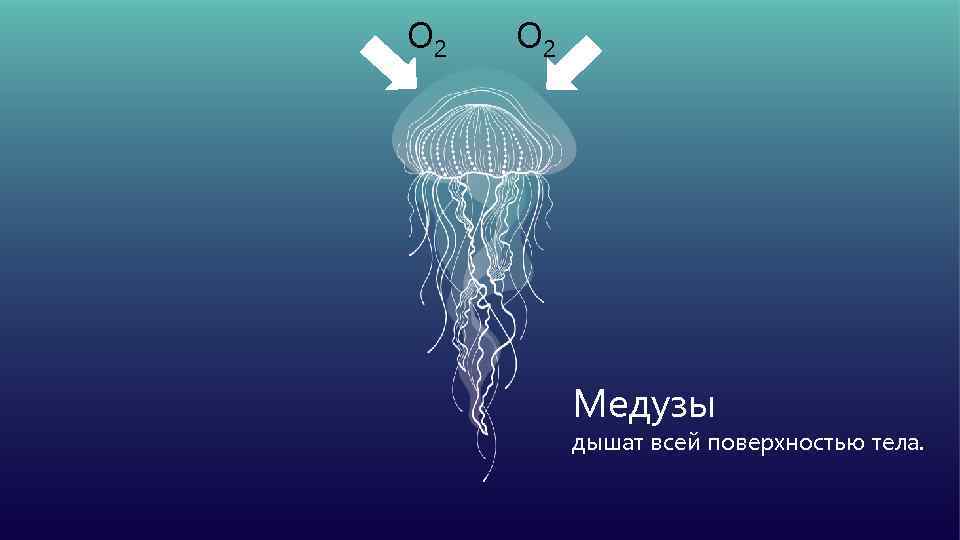 Медуза дышит. Органы медузы. Система медузы. Как дышат медузы.