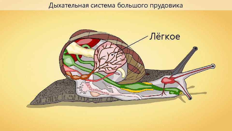 Дыхательная система большого прудовика Лёгкое 