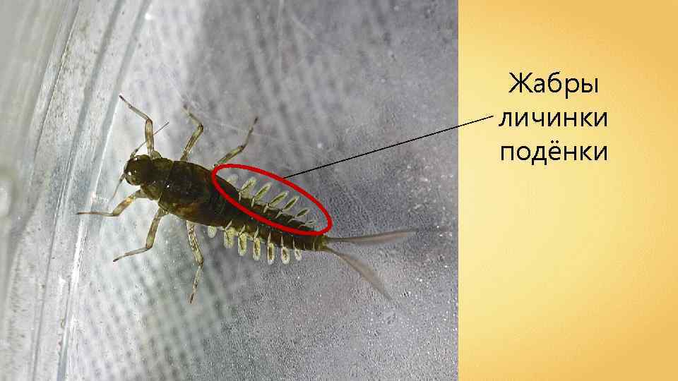 Жабры личинки подёнки 