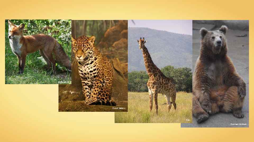 4028 mdk 09 Doruk Salancı Hok German Stimban 