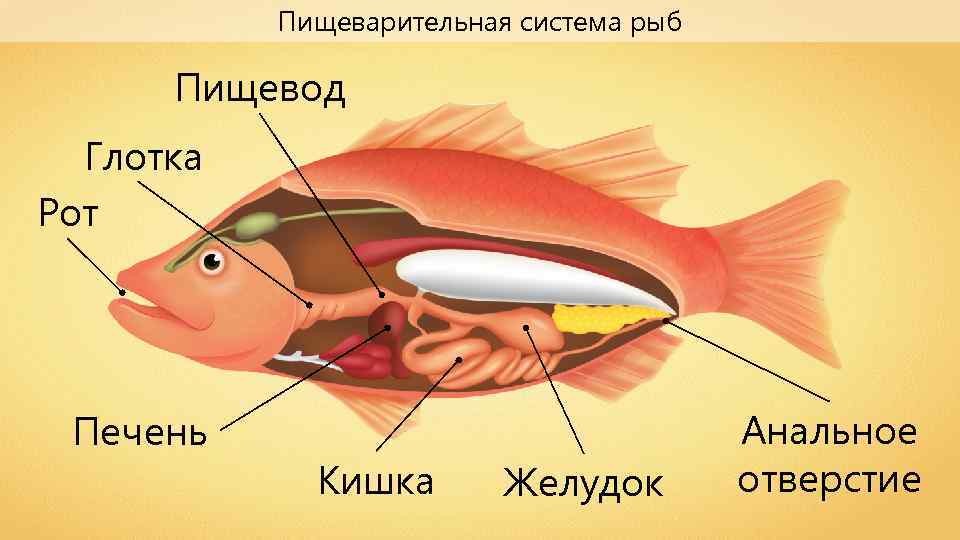 Пищеварительная система рыб схема