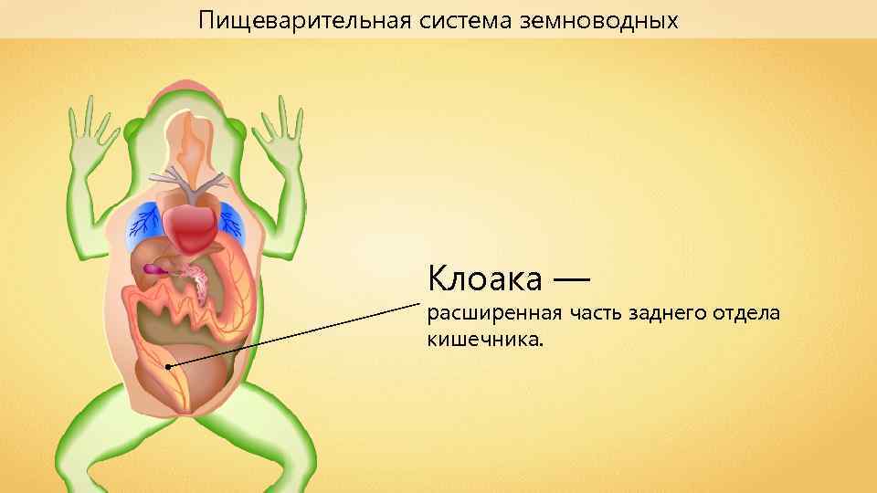 Пищеварительная система обмен веществ ответы