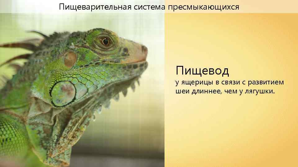 Пищеварительная система пресмыкающихся Пищевод у ящерицы в связи с развитием шеи длиннее, чем у