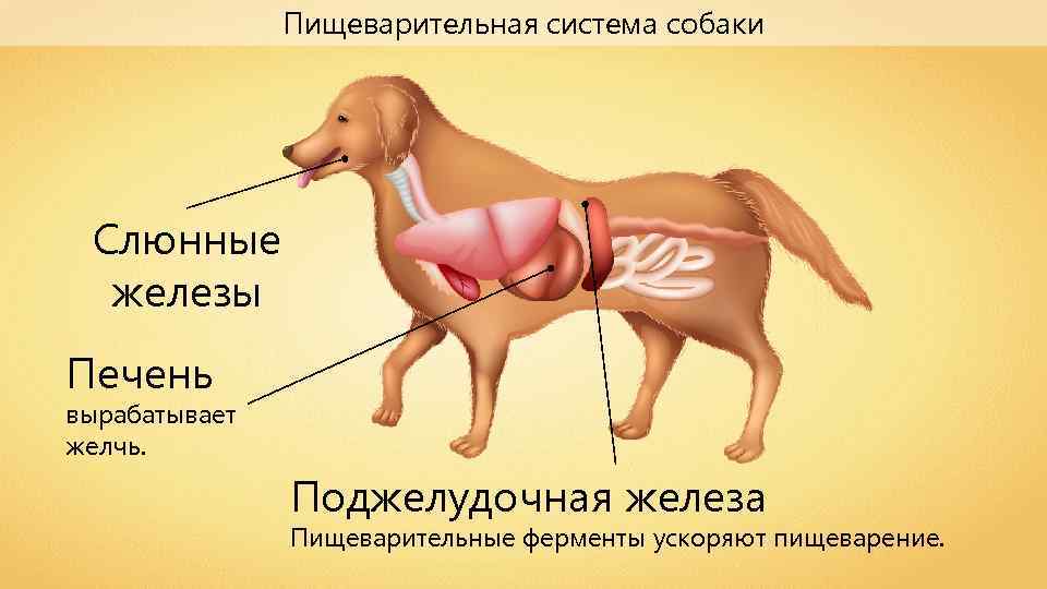 Увеличенная печень у собаки. Схема органов пищеварения собаки. Пищеварительная система млекопитающих собака. Пищеварительная дыхательная и выделительная системы собаки. Схема органов пищеварительной системы у собаки.