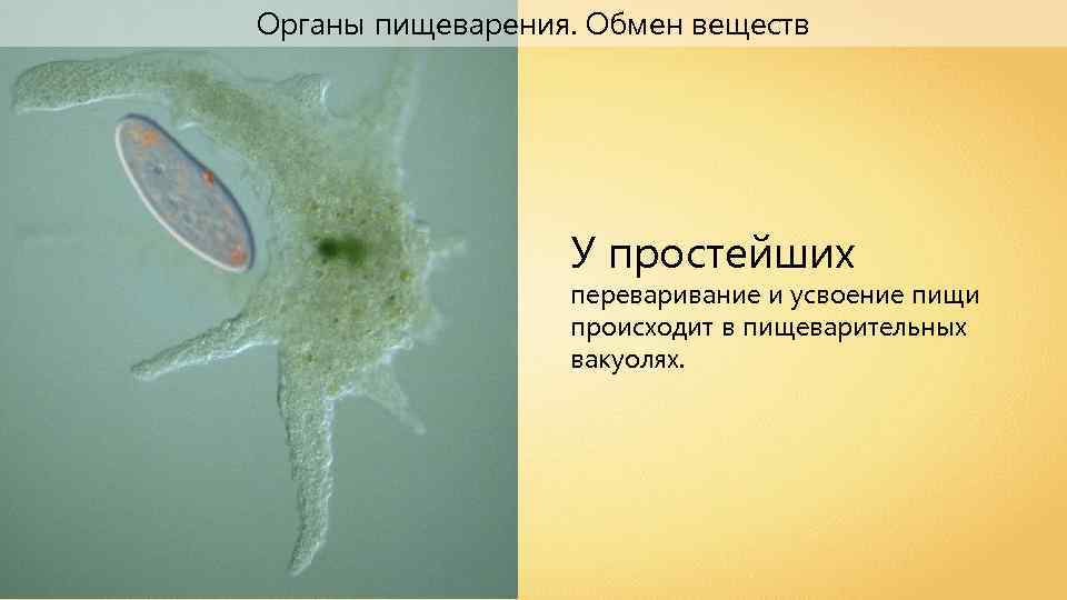 Органы простейших. Строение пищеварительной системы простейших. Пищеварение у простейших происходит в. Пищеварение простейших животных. Пищеварительная система простейших животных.