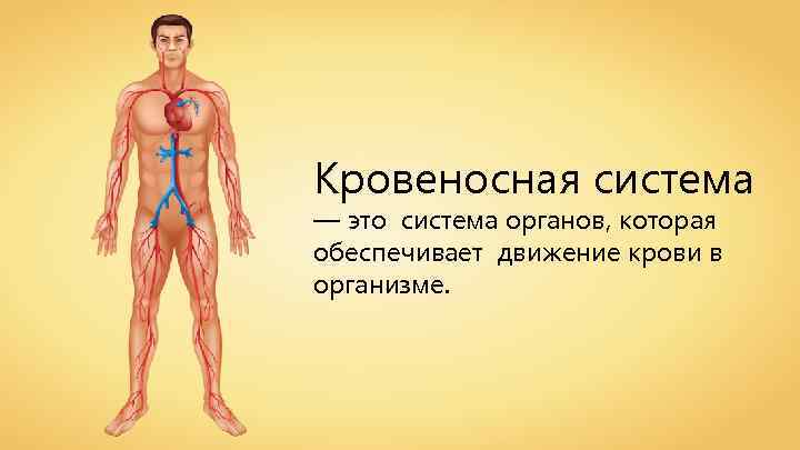Кровеносная система — это система органов, которая обеспечивает движение крови в организме. 