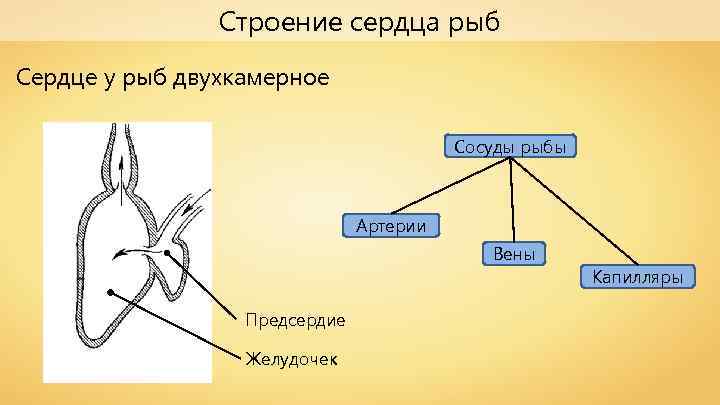 Строение сердца рыб Сердце у рыб двухкамерное Сосуды рыбы Артерии Вены Предсердие Желудочек Капилляры