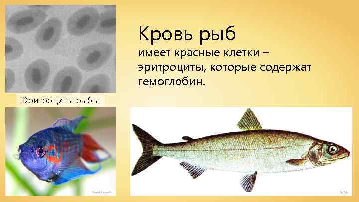 Кровь рыб имеет красные клетки – эритроциты, которые содержат гемоглобин. Эритроциты рыбы André Karwath