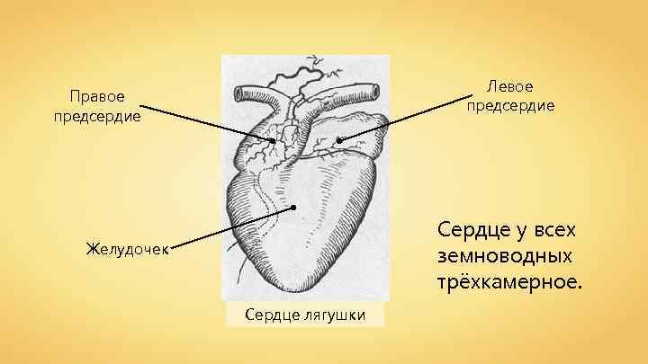 Левое предсердие Правое предсердие Сердце у всех земноводных трёхкамерное. Желудочек Сердце лягушки 