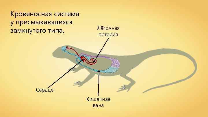 Большой круг кровообращения рептилий