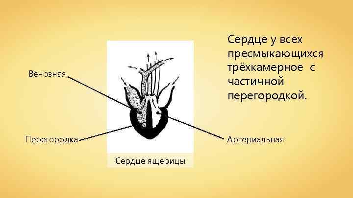 Сердце у всех пресмыкающихся трёхкамерное с частичной перегородкой. Венозная Перегородка Артериальная Сердце ящерицы 