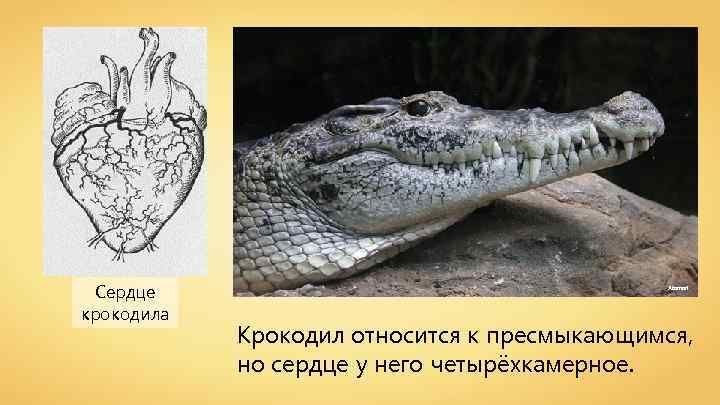 Сердце крокодила Atamari Крокодил относится к пресмыкающимся, но сердце у него четырёхкамерное. 