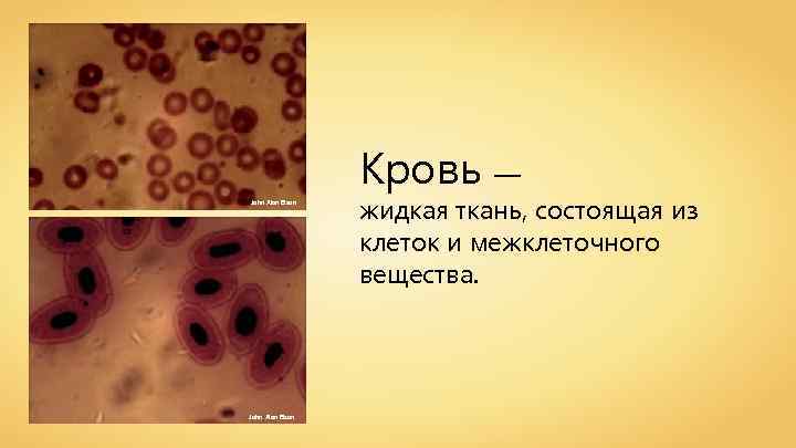 Кровь — John Alan Elson жидкая ткань, состоящая из клеток и межклеточного вещества. 