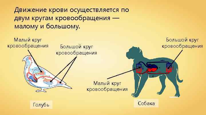 Какая кровь в легких у млекопитающих. Малый круг кровообращения у млекопитающих. Схема кровообращения млекопитающих. Кровеносная система млекопитающих круги кровообращения. Движение крови у позвоночных.