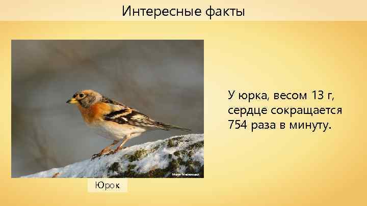 Интересные факты У юрка, весом 13 г, сердце сокращается 754 раза в минуту. Martin