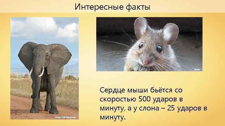 Интересные факты Rasbak Muhammad Mahdi Karim Сердце мыши бьётся со скоростью 500 ударов в