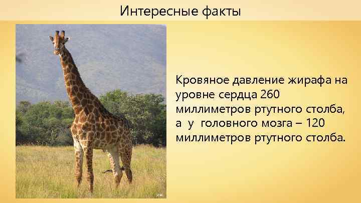 Интересные факты Кровяное давление жирафа на уровне сердца 260 миллиметров ртутного столба, а у