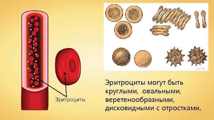 Henry Gray Эритроциты могут быть круглыми, овальными, веретенообразными, дисковидными с отростками. 