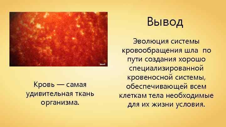 Вывод Bina-9 Кровь — самая удивительная ткань организма. Эволюция системы кровообращения шла по пути