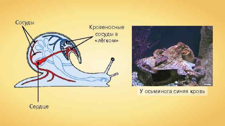 Сосуды Кровеносные сосуды в «лёгком» Lmbuga У осьминога синяя кровь Сердце 