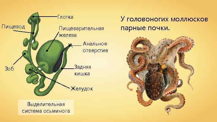 Глотка Пищевод Пищеварительная железа Анальное отверстие Задняя кишка Зоб Желудок Выделительная система осьминога У