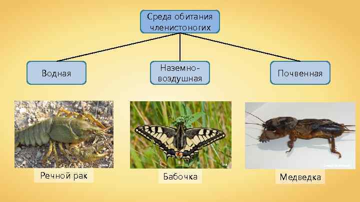 Среда обитания членистоногих Наземновоздушная Водная Olei Galia ^ Речной рак Почвенная Бабочка George Chernilevsky