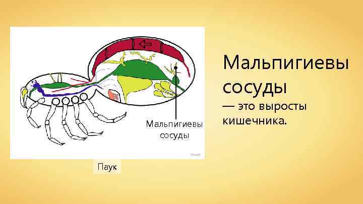 Мальпигиевы сосуды Wassily Паук — это выросты кишечника. 