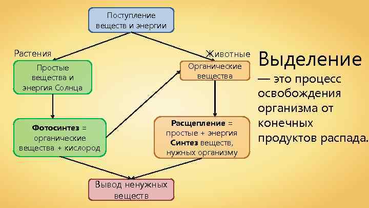 Поступление веществ и энергии Растения Животные Органические вещества Простые вещества и энергия Солнца Фотосинтез