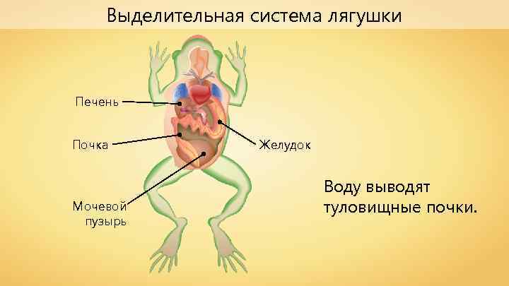 Выделительная система лягушки Печень Почка Мочевой пузырь Желудок Воду выводят туловищные почки. 