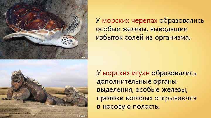 У морских черепах образовались особые железы, выводящие избыток солей из организма. Simm У морских