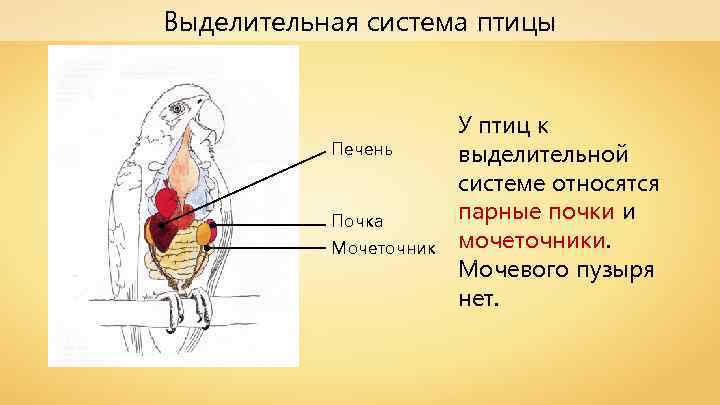 Выделительная система птицы Печень Почка Мочеточник У птиц к выделительной системе относятся парные почки