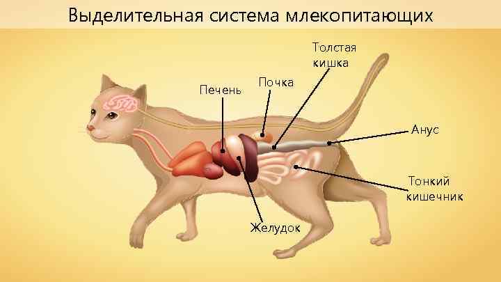 Выделительная система млекопитающих Толстая кишка Печень Почка Анус Тонкий кишечник Желудок 