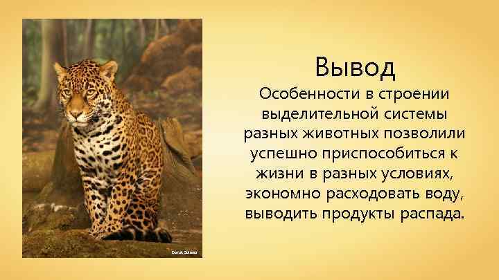 Вывод Особенности в строении выделительной системы разных животных позволили успешно приспособиться к жизни в