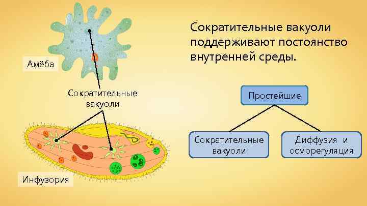 Сократительные вакуоли поддерживают постоянство внутренней среды. Амёба Сократительные вакуоли Простейшие Сократительные вакуоли Инфузория Диффузия