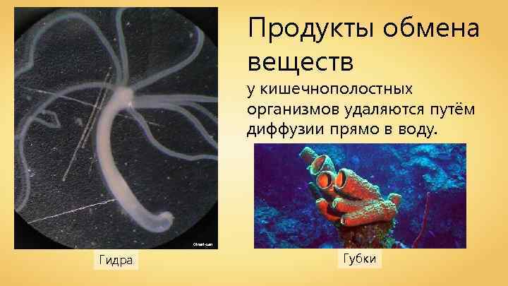 Продукты обмена веществ у кишечнополостных организмов удаляются путём диффузии прямо в воду. Oinari-san Гидра