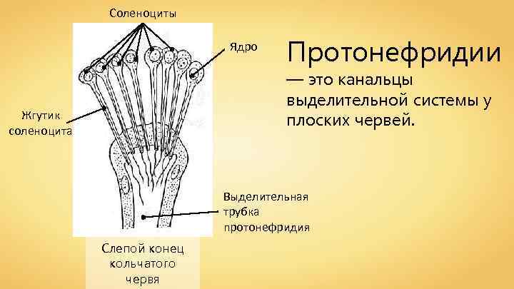 Соленоциты Ядро Протонефридии — это канальцы выделительной системы у плоских червей. Жгутик соленоцита Выделительная