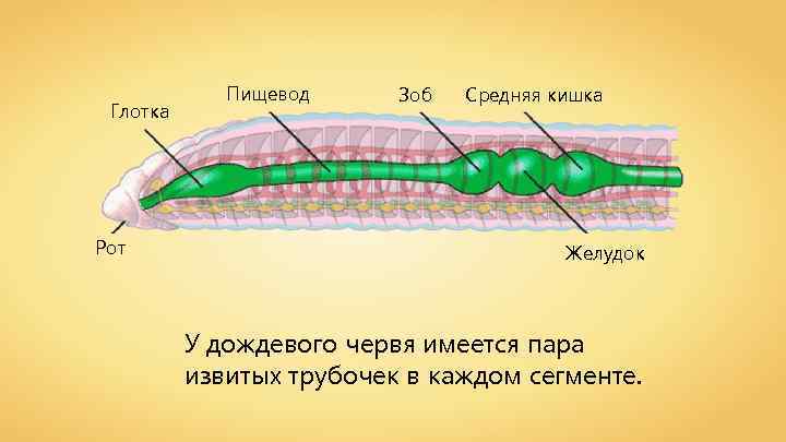 Глотка Рот Пищевод Зоб Средняя кишка Желудок У дождевого червя имеется пара извитых трубочек