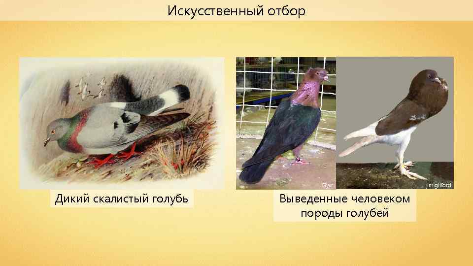 Искусственный отбор Gyyr Дикий скалистый голубь Выведенные человеком породы голубей jim gifford 